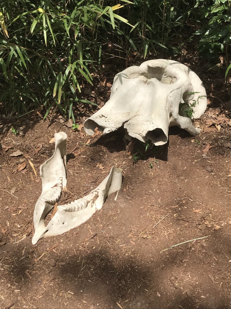 North Carolina Zoo: Decorative Elephant Skull