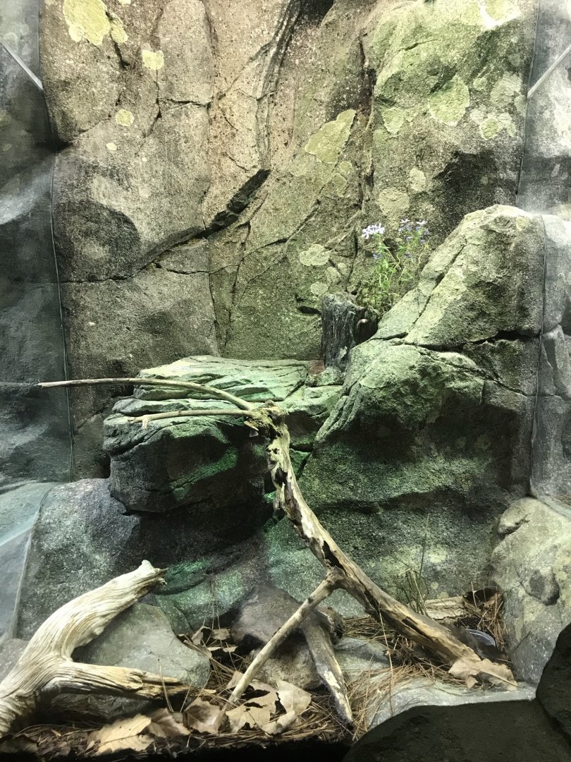 North Carolina Zoo: Eastern Fence Lizard Exhibit