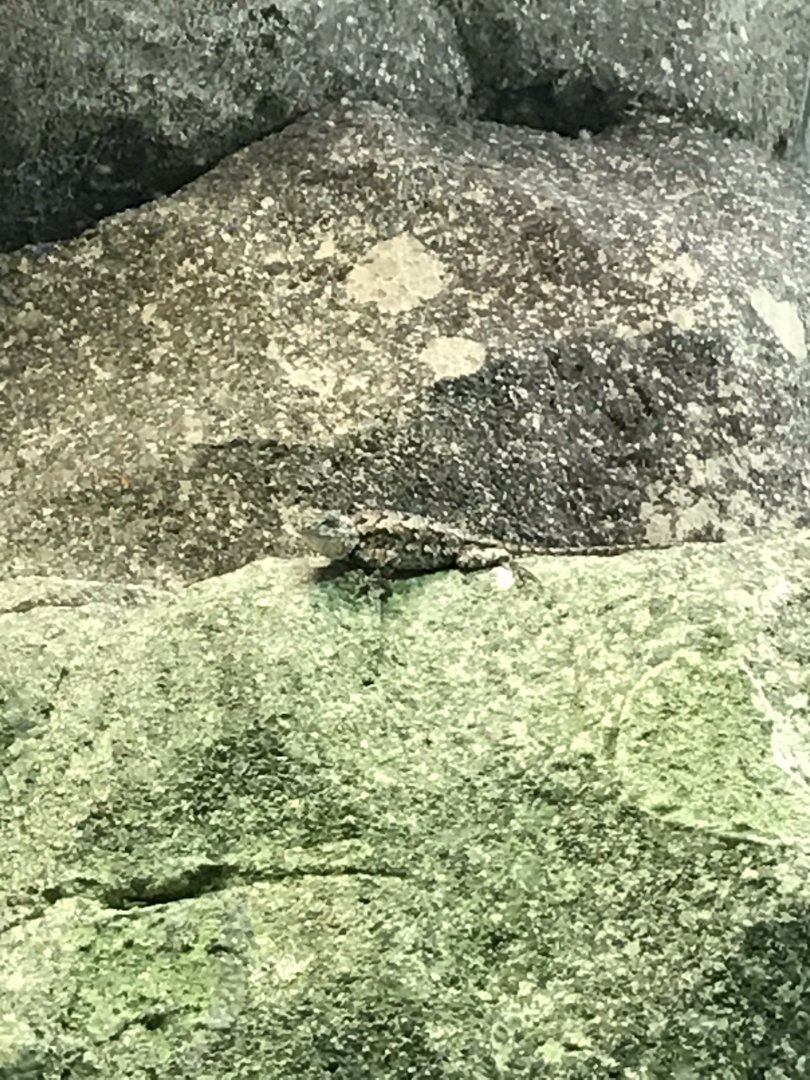 North Carolina Zoo: Eastern Fence Lizard
