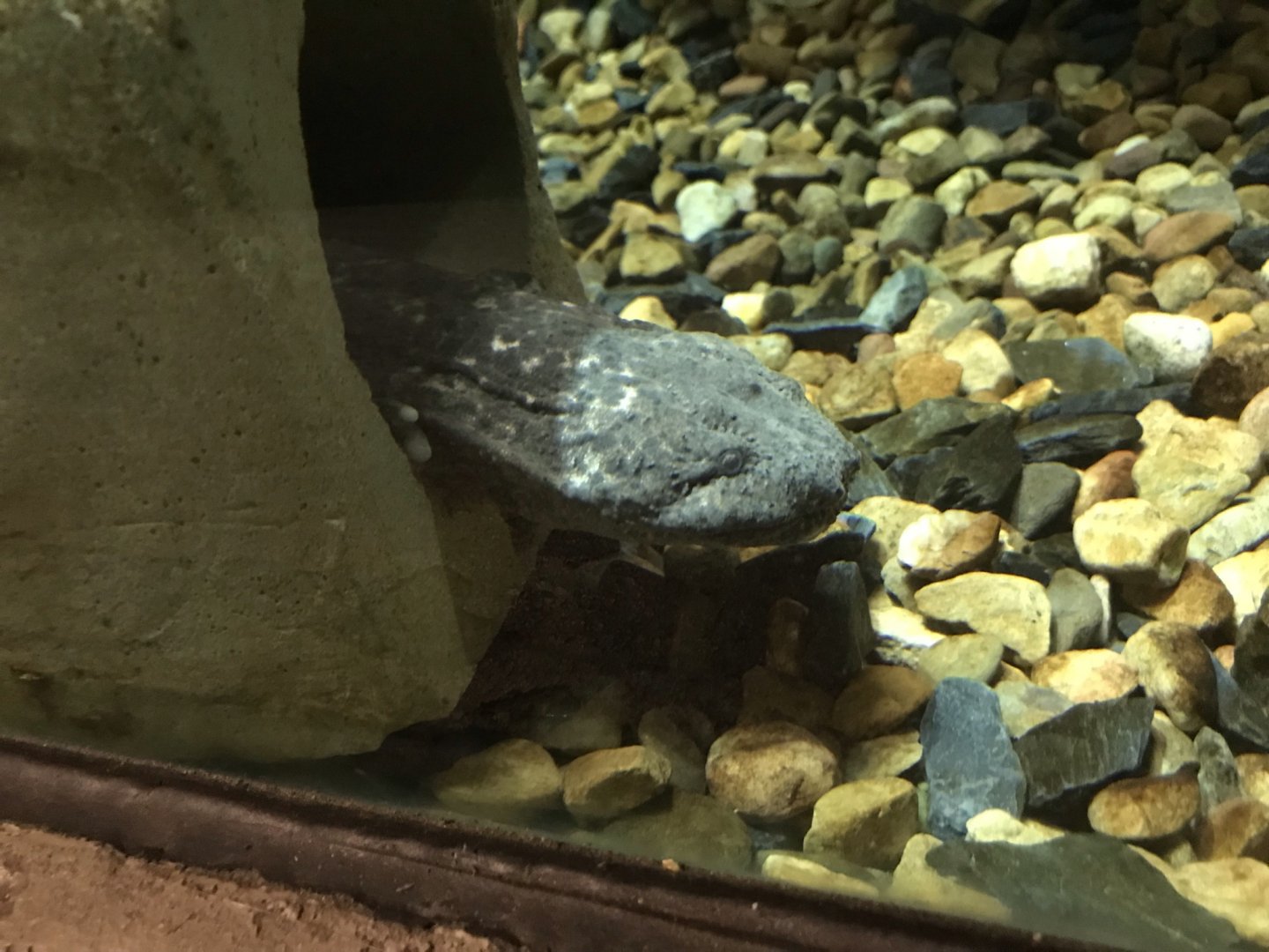 North Carolina Zoo: Eastern Hellbender