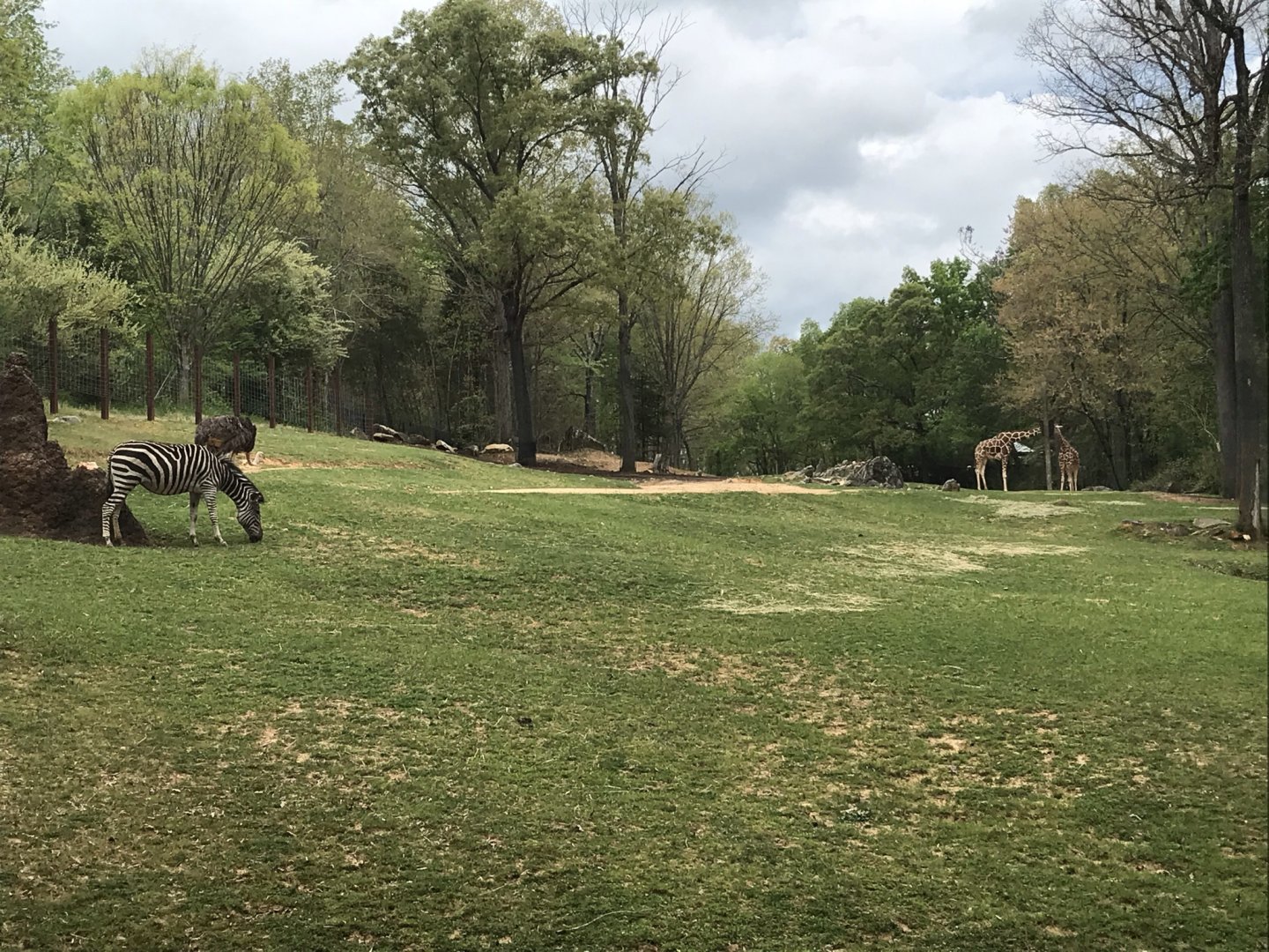 North Carolina Zoo: Forest Edge-Giraffes, Zebras, Ostriches
