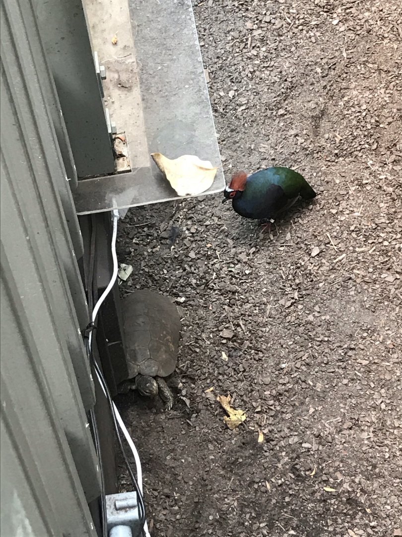 North Carolina Zoo: Forsten's Tortoise and Crested Wood Partridge