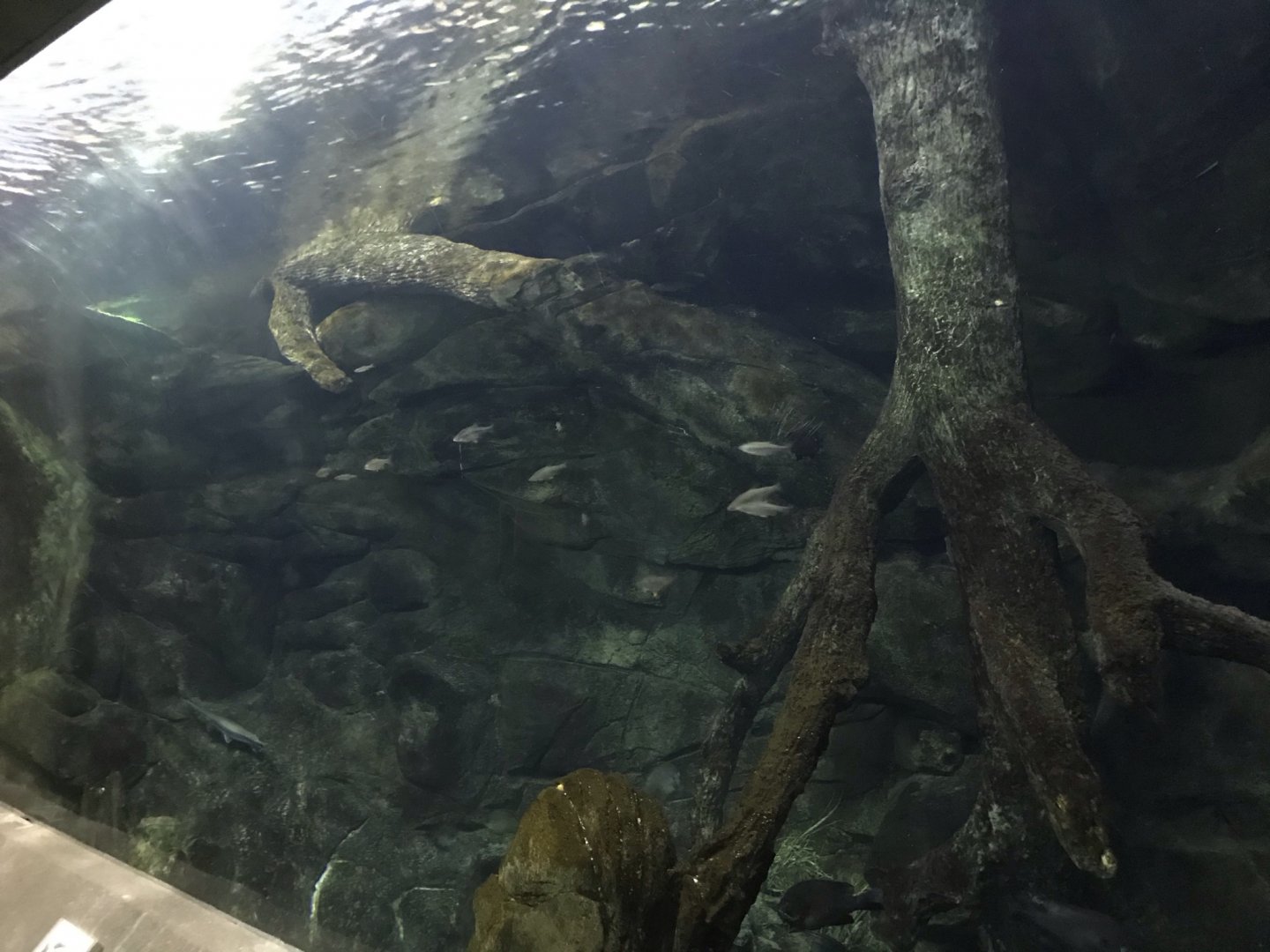 North Carolina Zoo: Freshwater Game Fish Aquarium