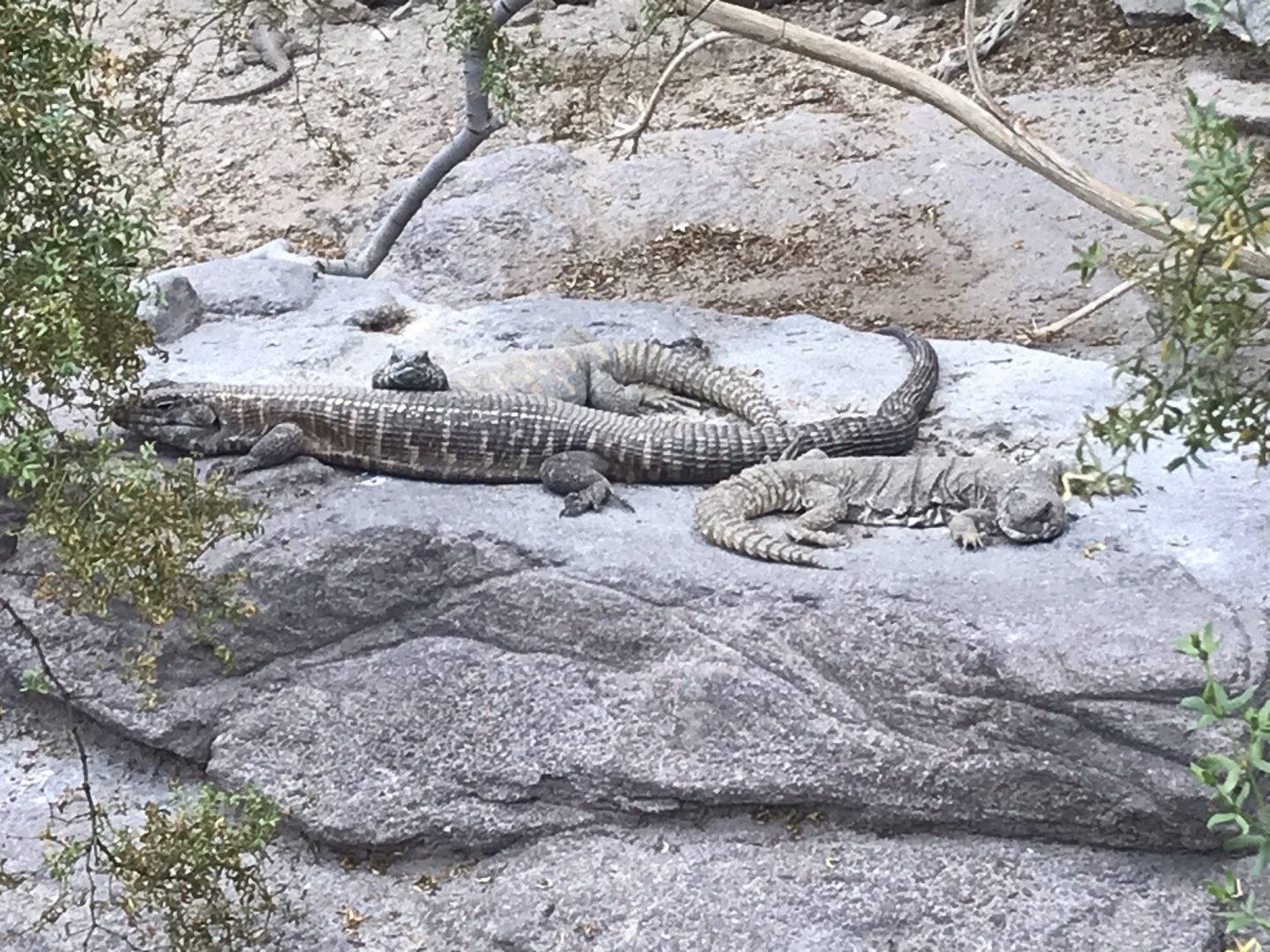 North Carolina Zoo: Giant Plated Lizard and Ornate Uromastyx