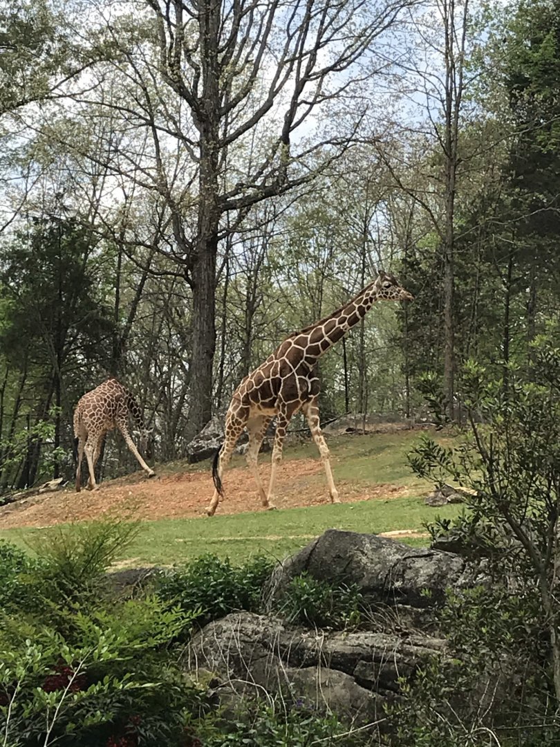 North Carolina Zoo: Giraffes