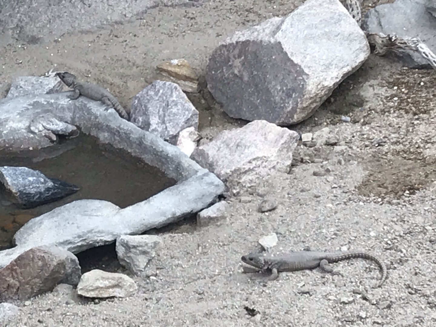 North Carolina Zoo: Girdled Lizards