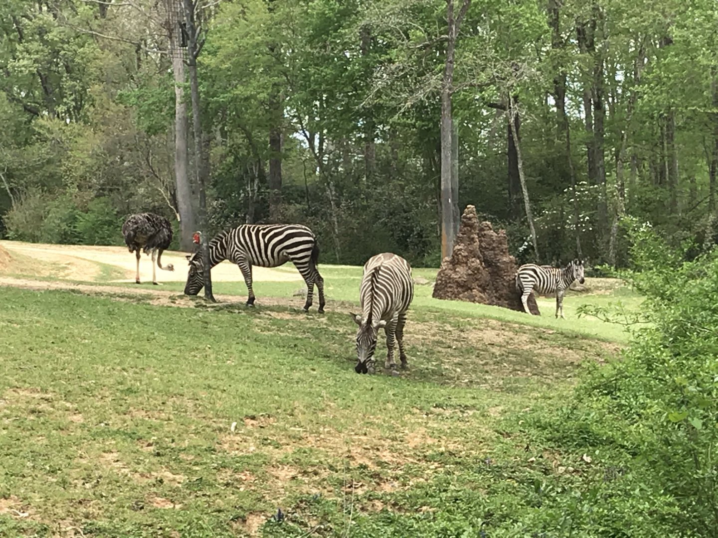 North Carolina Zoo: Grant's Zebras and Ostriches