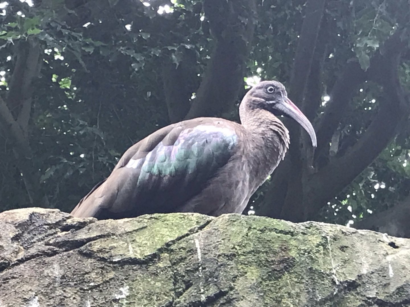 North Carolina Zoo: Hadada Ibis