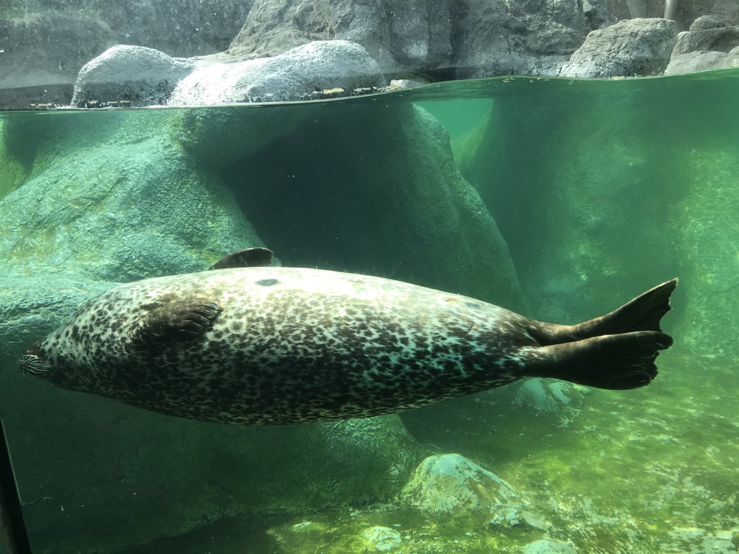 North Carolina Zoo: Harbor Seal
