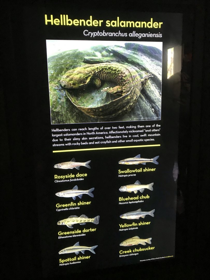 North Carolina Zoo: Hellbender Exhibit Sign