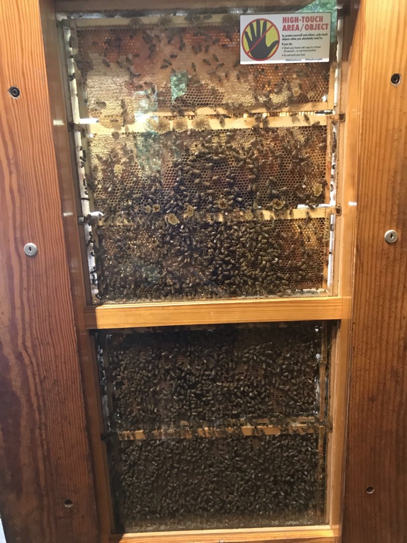 North Carolina Zoo: Honeybee Colony