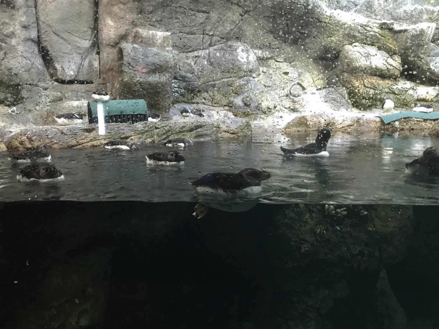 North Carolina Zoo: Horned Puffins
