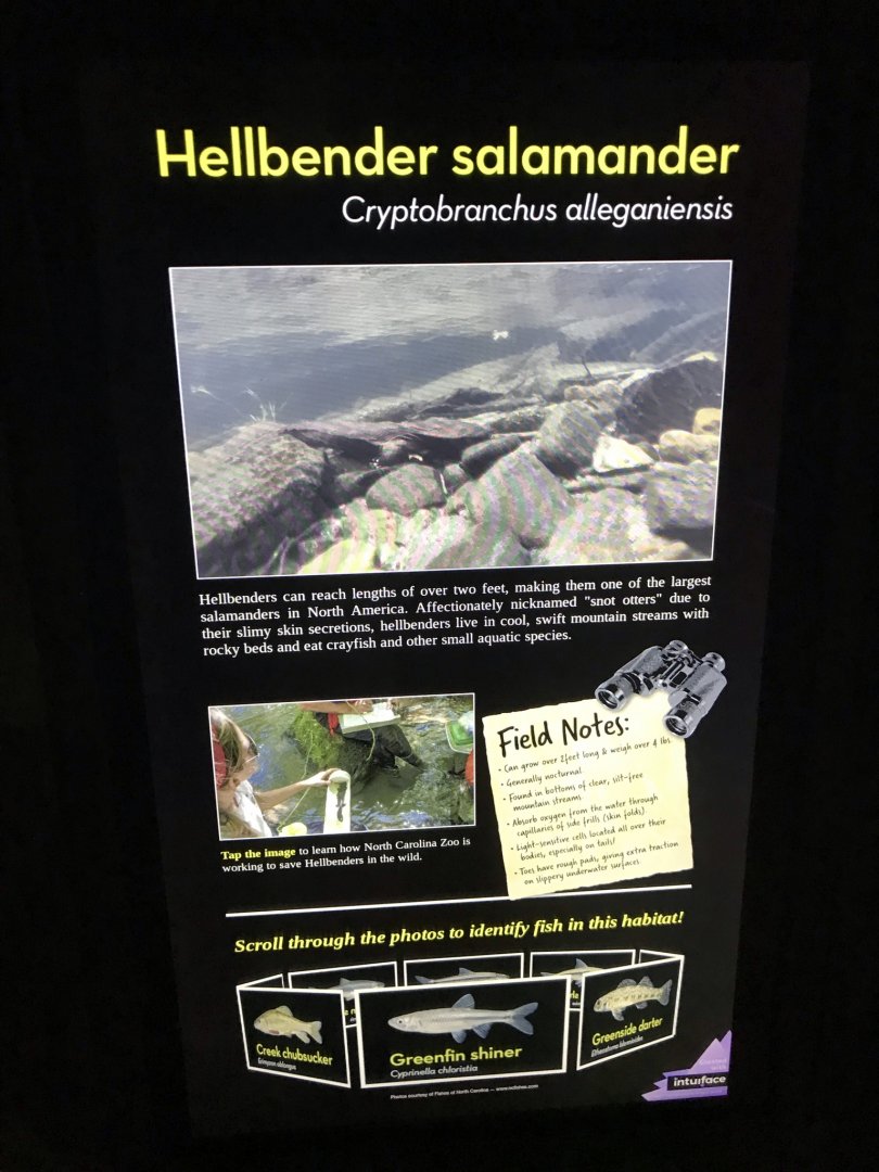 North Carolina Zoo: Interactive Hellbender Sign
