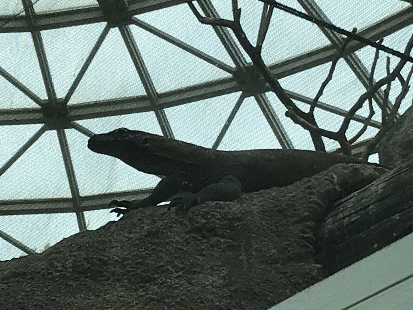 North Carolina Zoo: Komodo Dragon