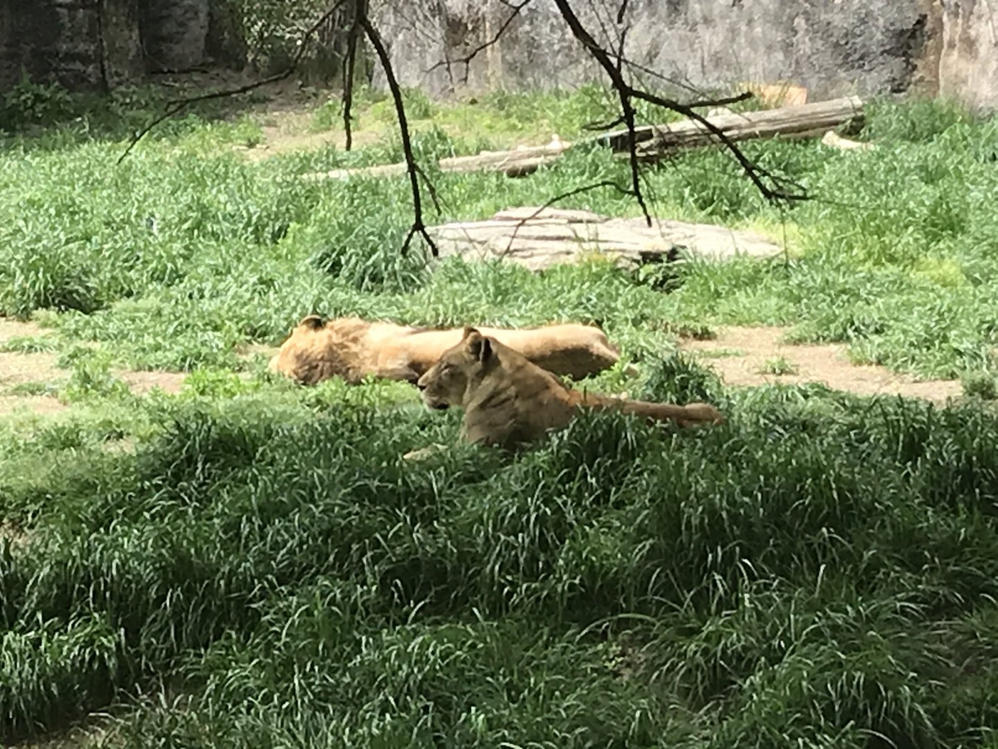 North Carolina Zoo: Lions