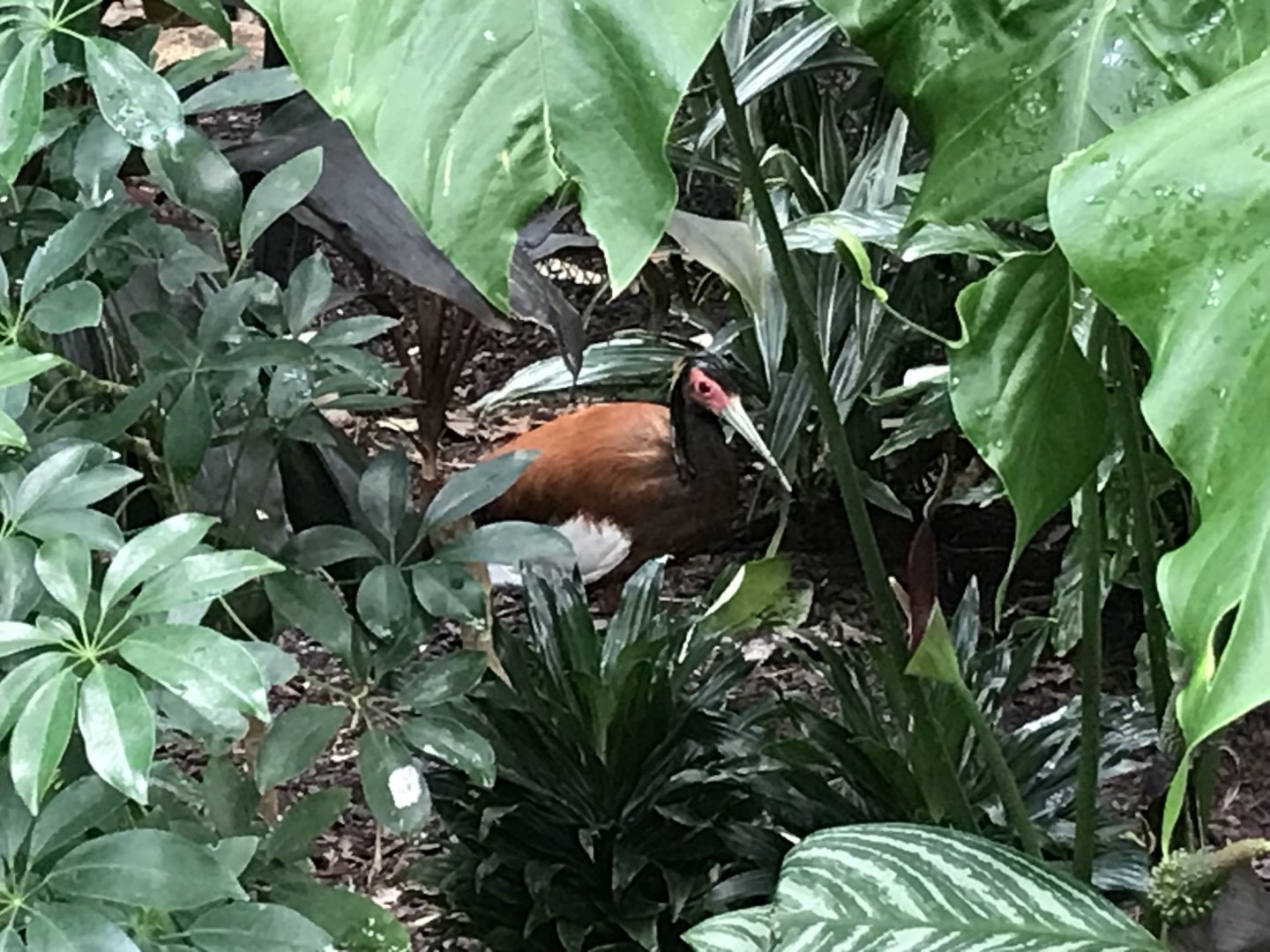 North Carolina Zoo: Madagascar Ibis