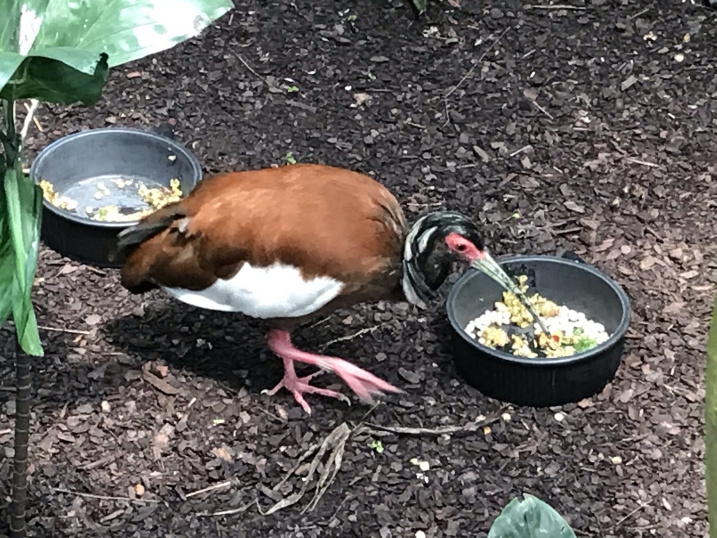 North Carolina Zoo: Madagascar Ibis