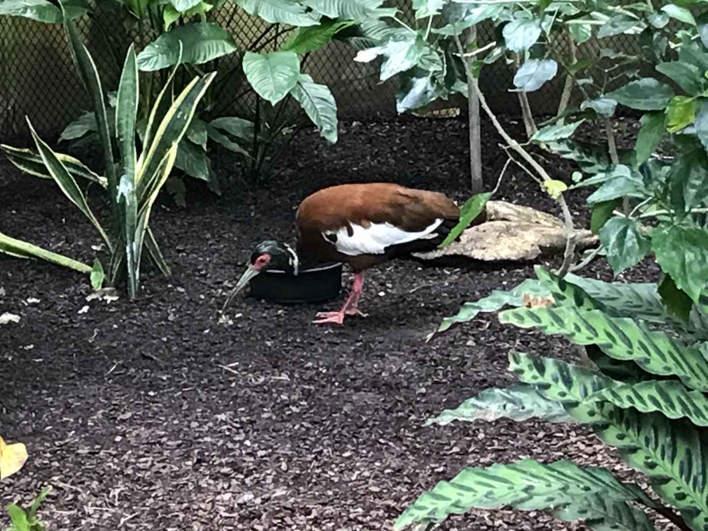North Carolina Zoo: Madagascar Ibis