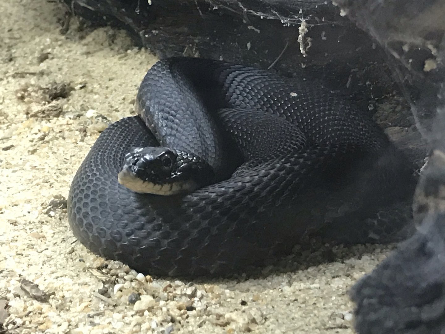 North Carolina Zoo: Melanistic Eastern Hognose Snake