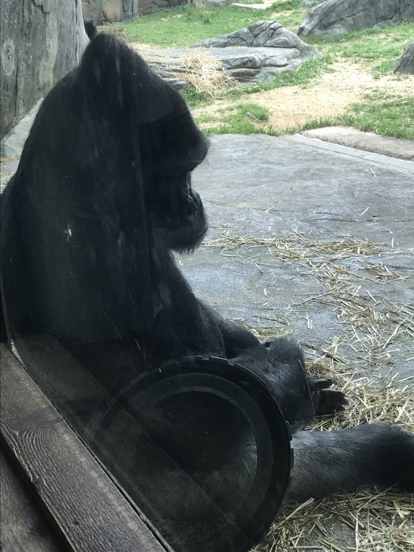 North Carolina Zoo: Mosuba the Gorilla
