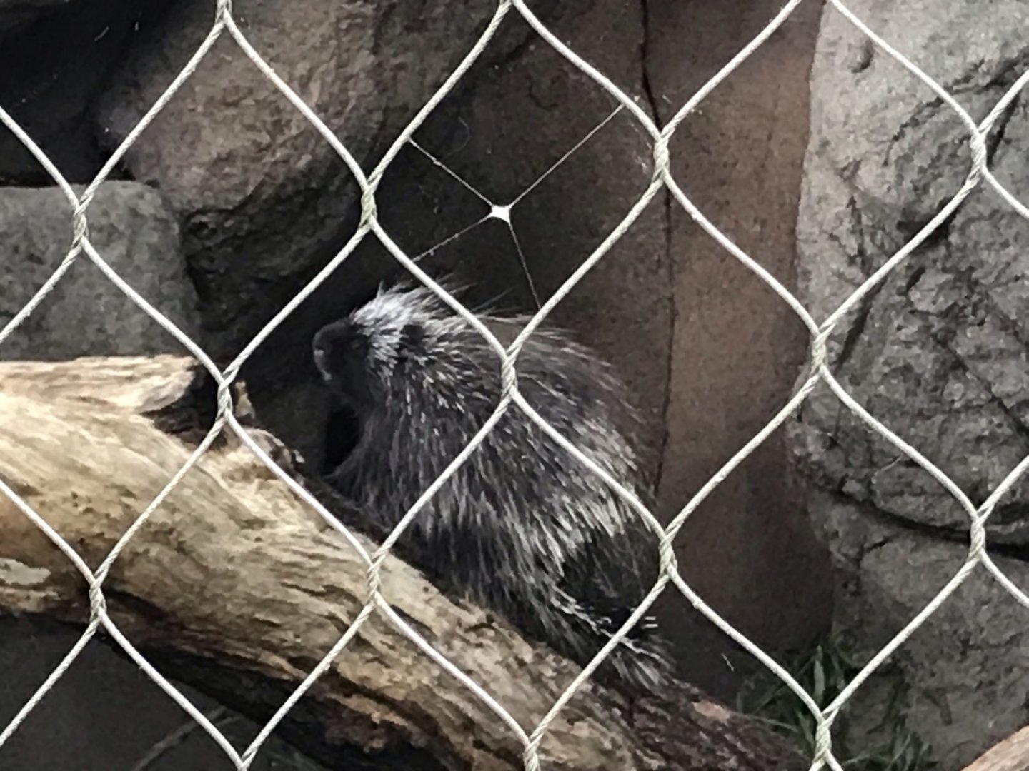 North Carolina Zoo: North American porcupine