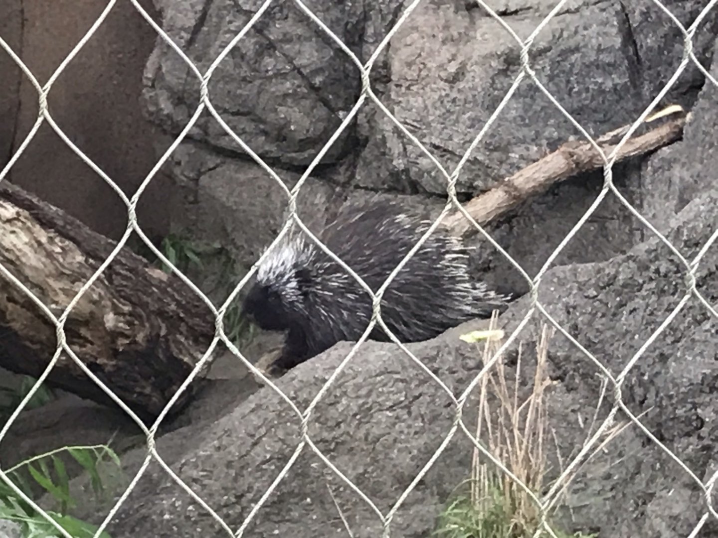 North Carolina Zoo: North American porcupine