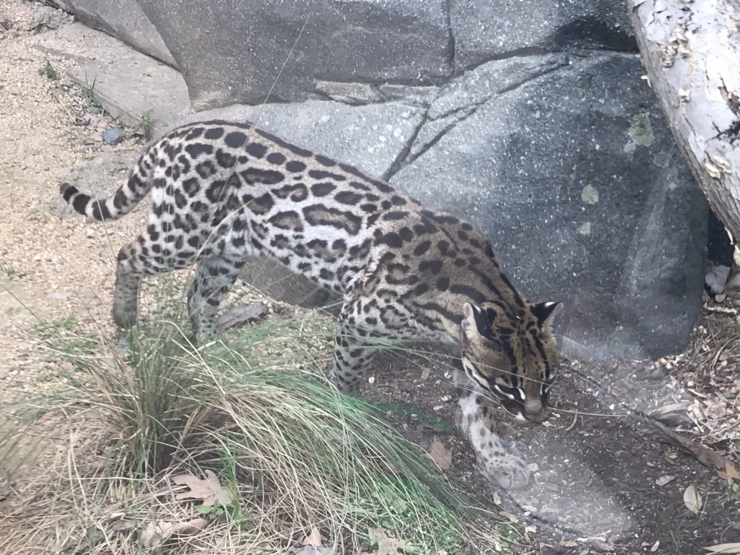 North Carolina Zoo: Ocelot