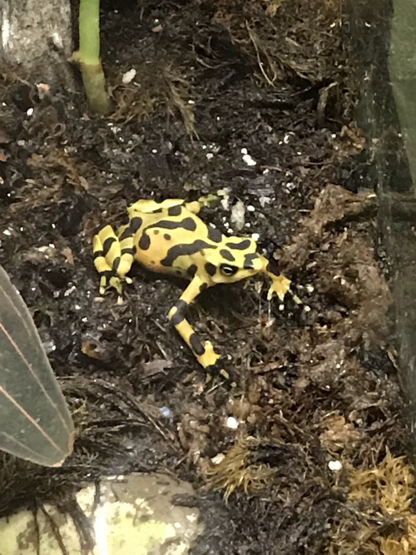 North Carolina Zoo: Panama Golden Frog
