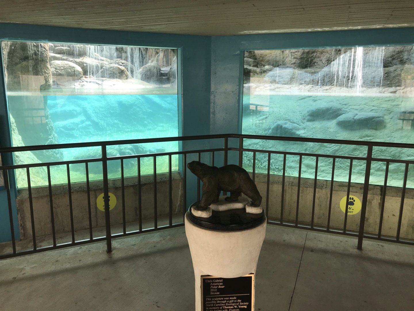 North Carolina Zoo: Polar Bear Underwater Viewing