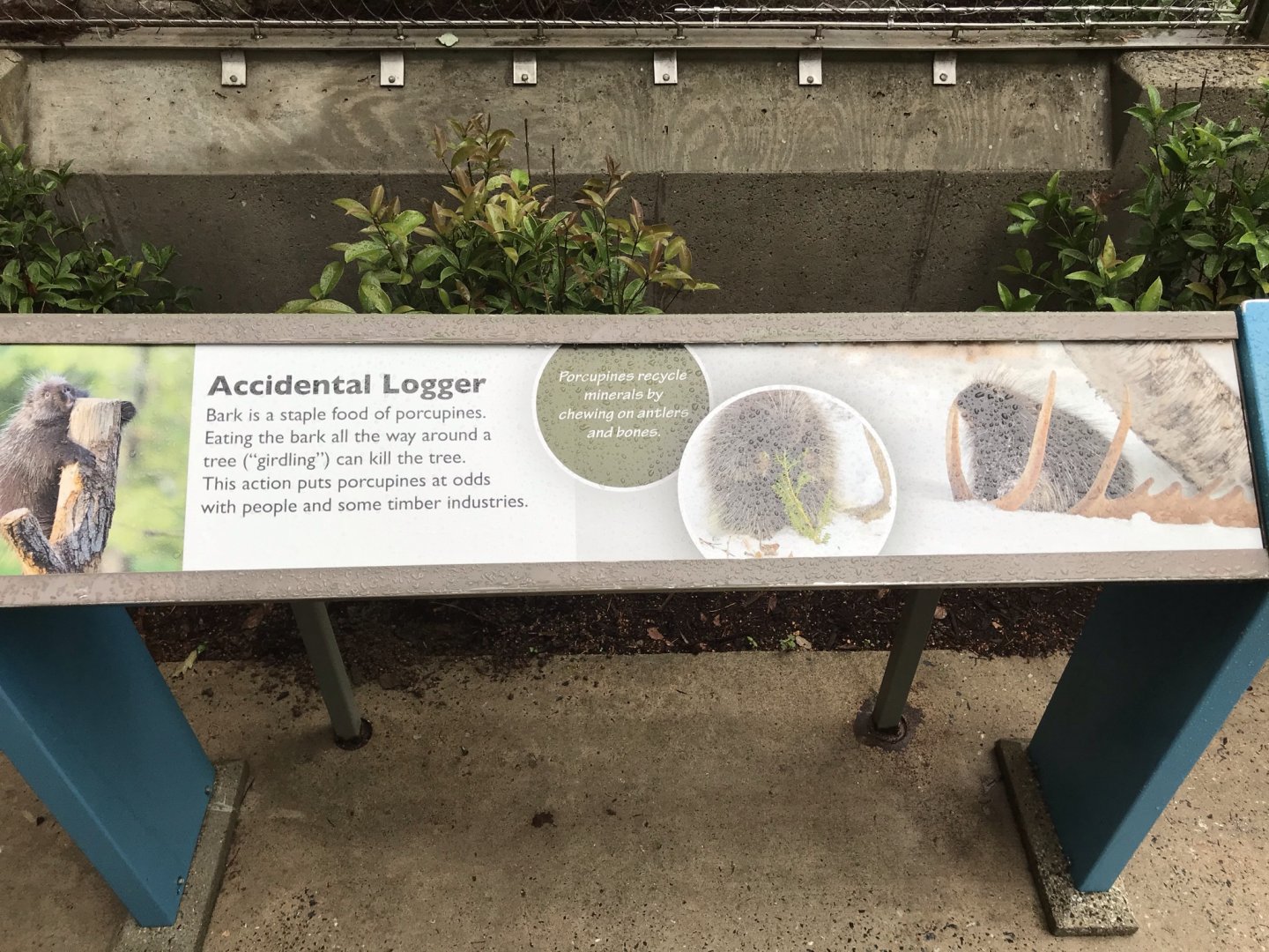 North Carolina Zoo: Porcupine Signage