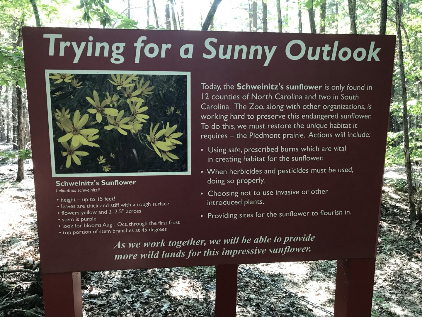 North Carolina Zoo: Purgatory Trail Schweinitz's Sunflower Sign