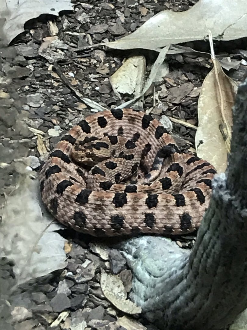 North Carolina Zoo: Pygmy Rattlesnake