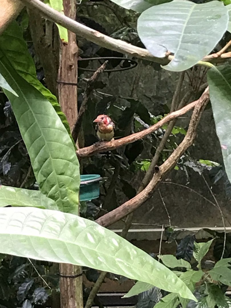North Carolina Zoo: Red-and-yellow barbet
