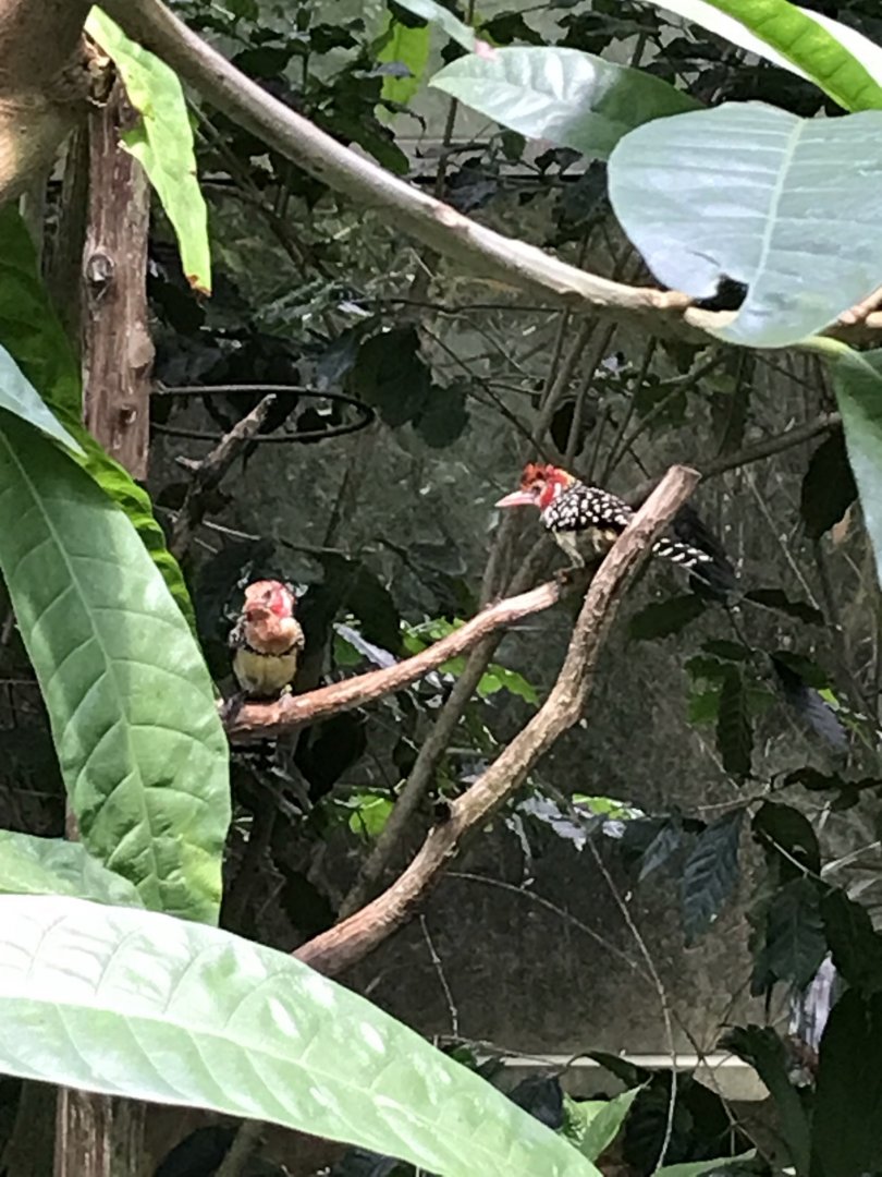 North Carolina Zoo: Red-and-yellow barbets