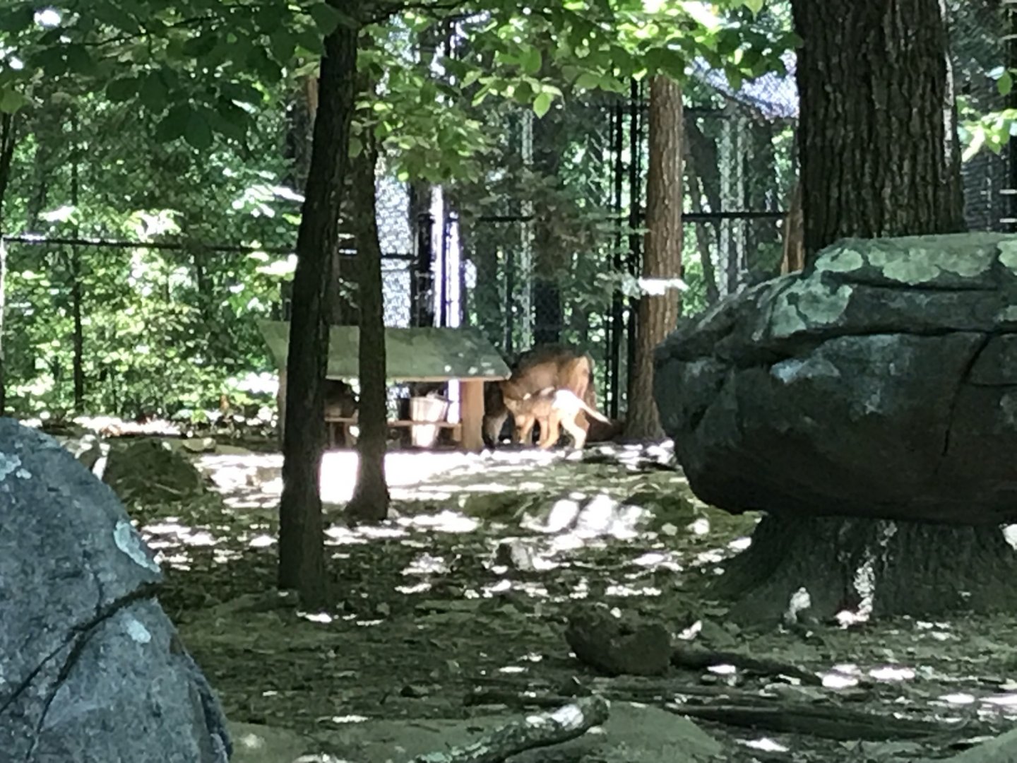 North Carolina Zoo: Red Wolf and Pups