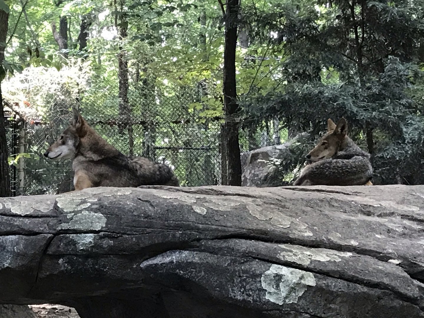 North Carolina Zoo: Red Wolves "Flint" and "Sassy"