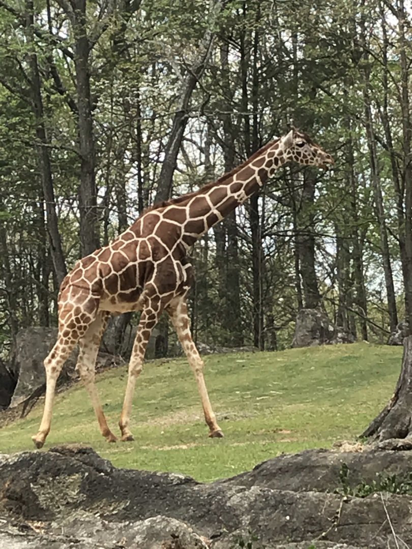 North Carolina Zoo: Reticulated Giraffe