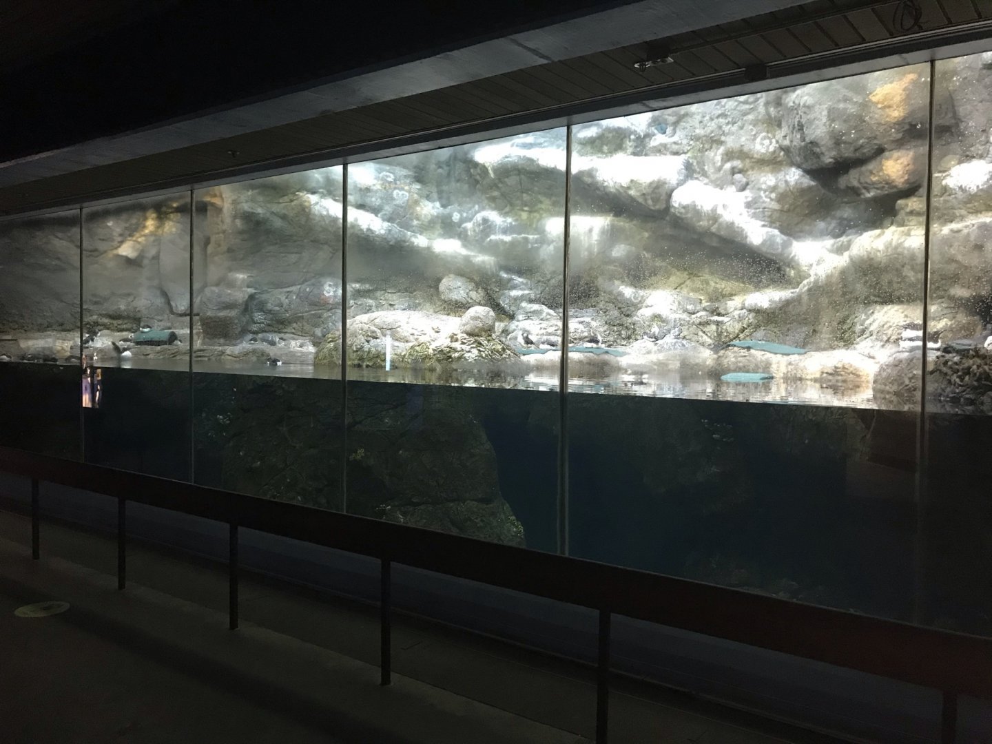 North Carolina Zoo: Seabird Exhibit