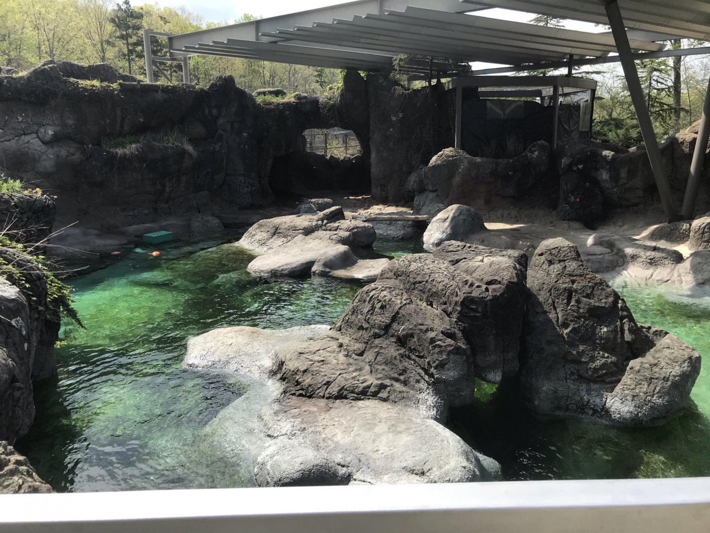 North Carolina Zoo: Seal and Sea Lion Exhibit