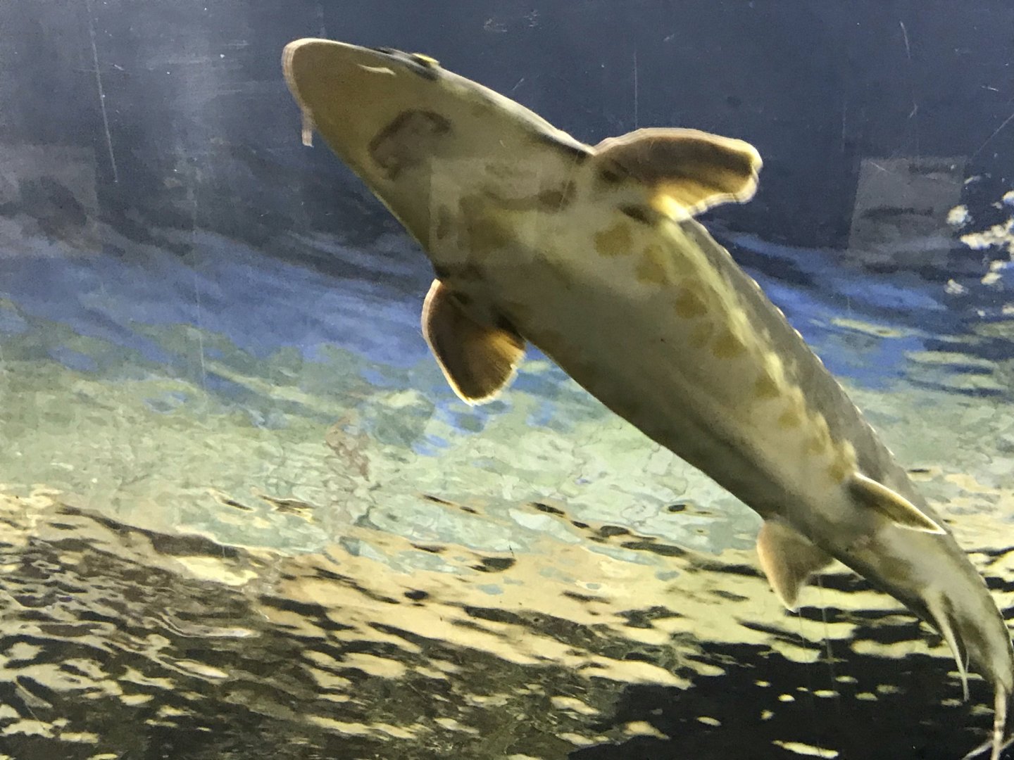 North Carolina Zoo: Shortnose Sturgeon