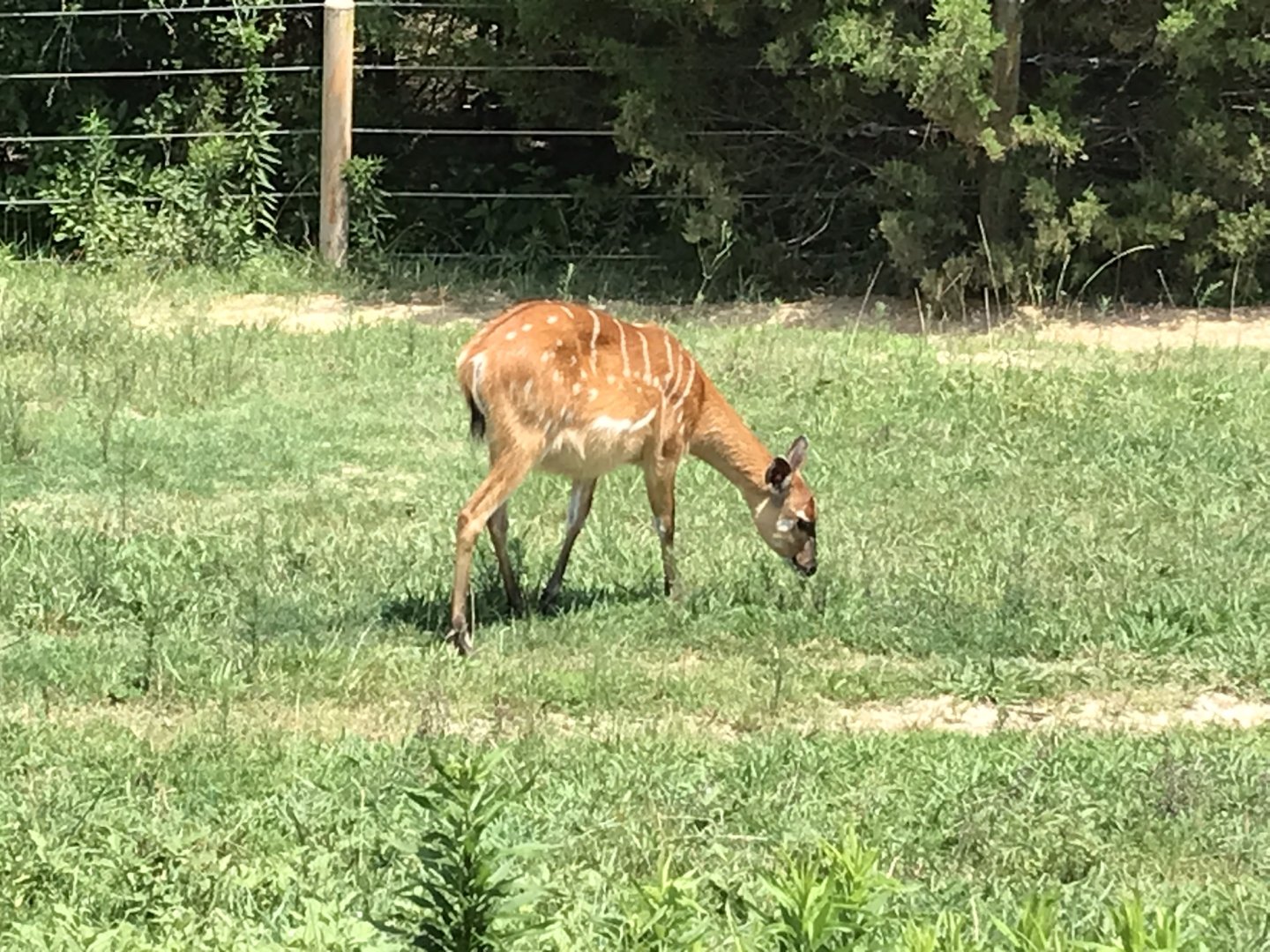 North Carolina Zoo: Sitatunga