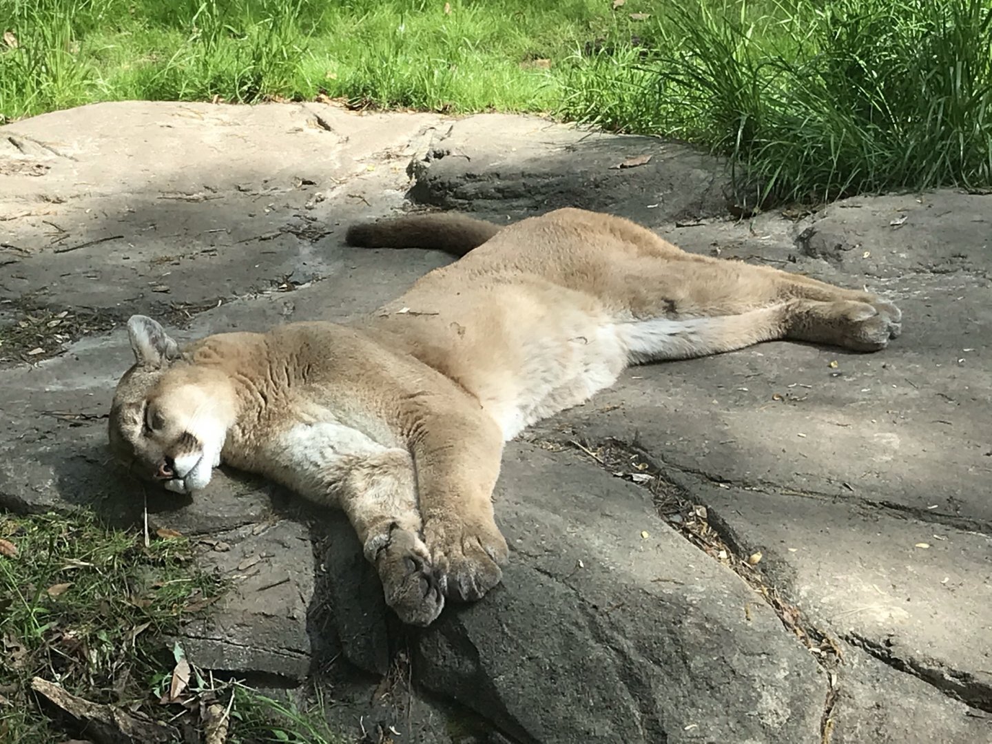 North Carolina Zoo: Sleeping Cougar