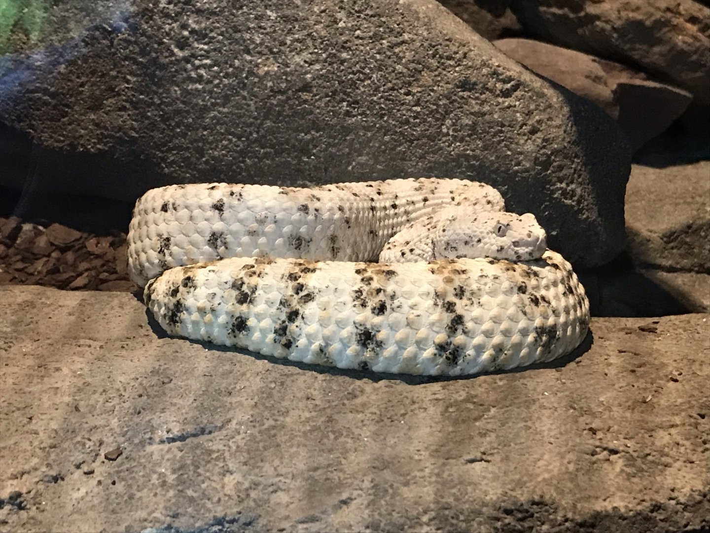 North Carolina Zoo: Speckled Rattlesnake