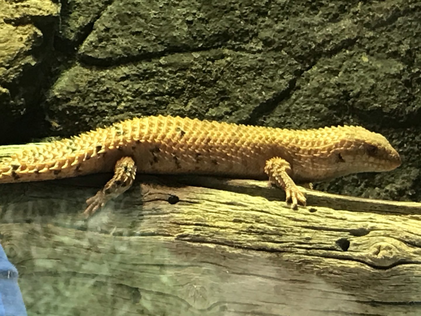 North Carolina Zoo: Spiny-Tailed Skink