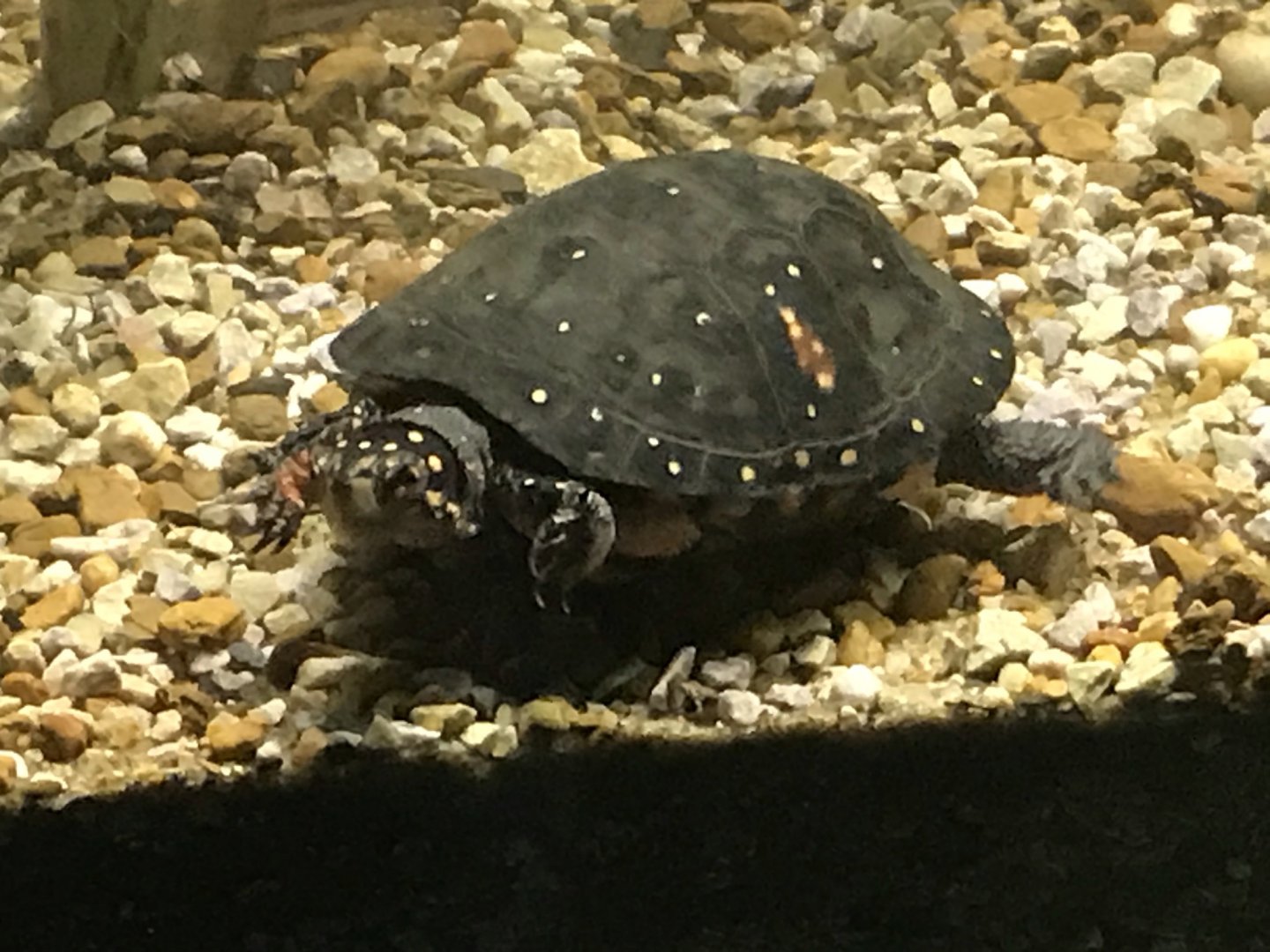 North Carolina Zoo: Spotted Turtle