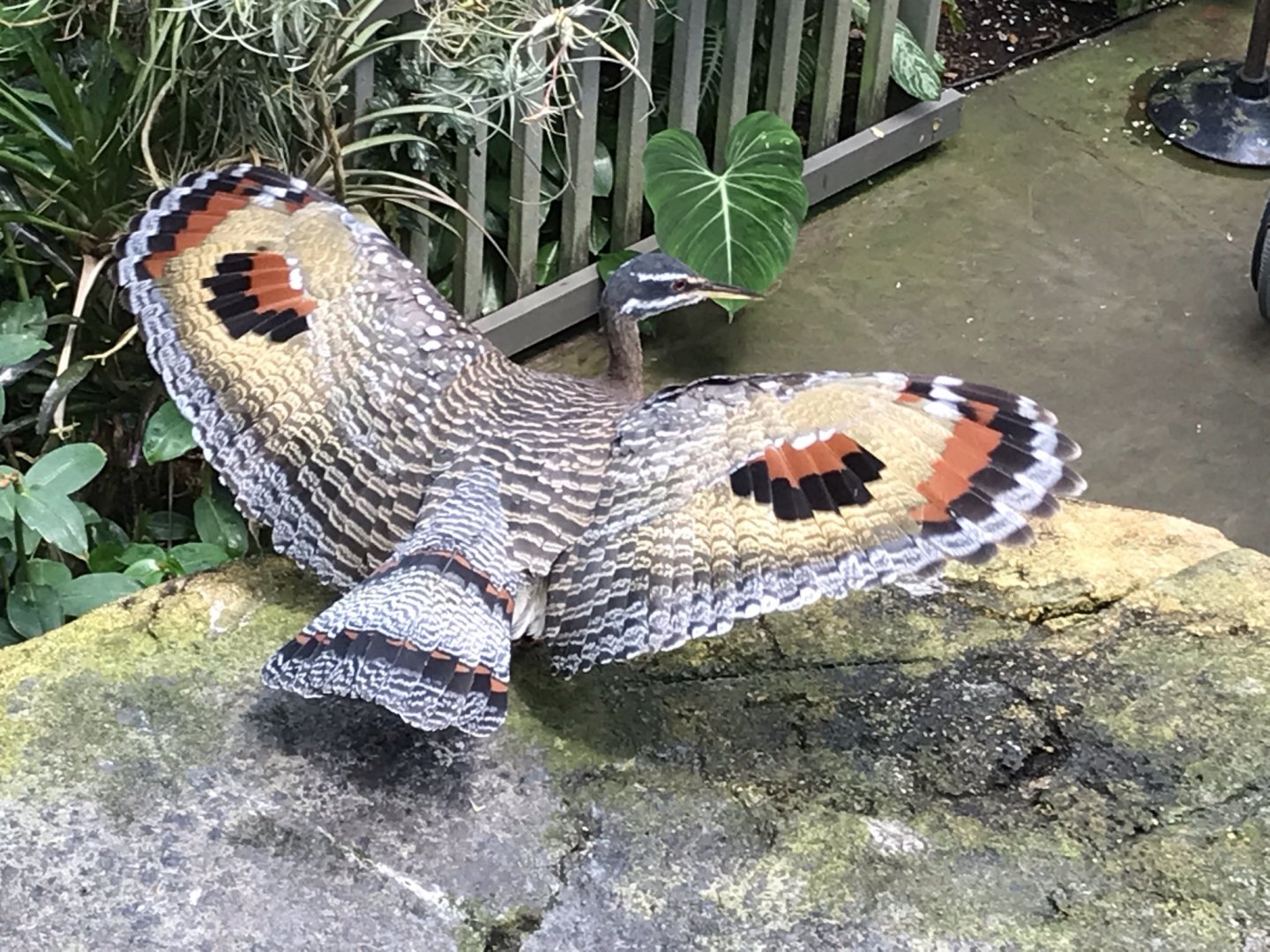 North Carolina Zoo: Sunbittern Display
