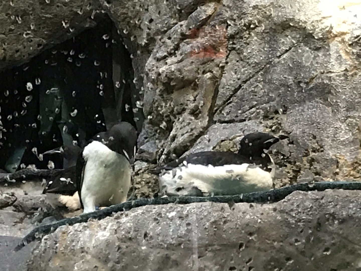 North Carolina Zoo: Thick-Billed Murres