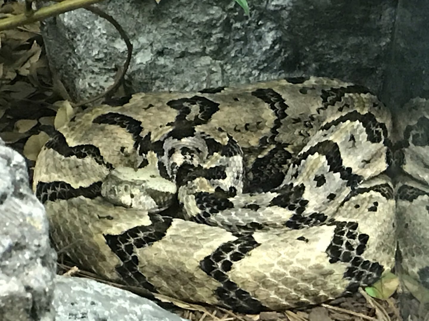 North Carolina Zoo: Timber Rattlesnake