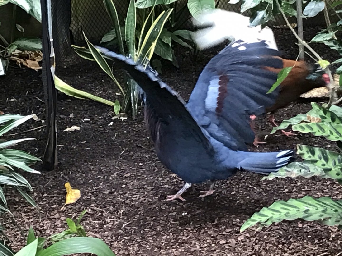 North Carolina Zoo: Victoria Crowned Pigeon scaring off Madagascar Ibis
