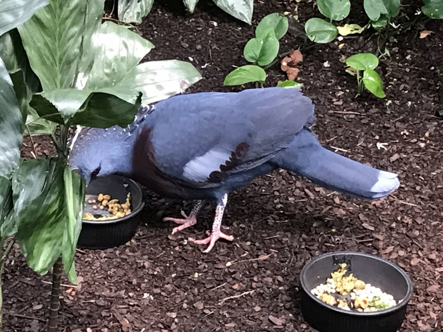 North Carolina Zoo: Victoria Crowned Pigeon